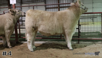 Steer#4