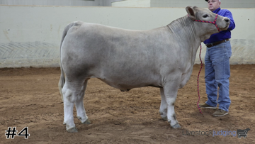 Market Steers class from 2023 Heart of Texas thumbnail