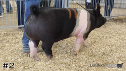 Hog#2