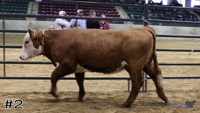 Heifer#2