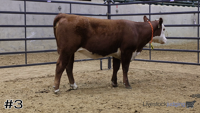 Heifer#3