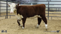 Heifer#4