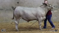Steer#1