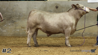 Steer#2