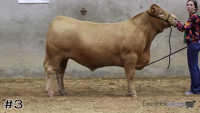 Steer#3