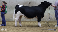 Steer#4