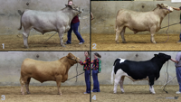 All Animals