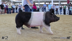 Hog#2