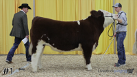 Steer#1