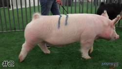 Hog#2