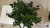 Shrub#1