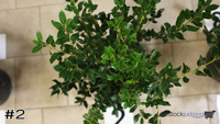 Shrub#2