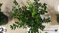 Shrub#3