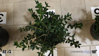 Shrub#4
