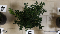 Shrub#5