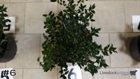 Shrub#6