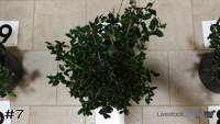 Shrub#7