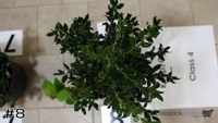 Shrub#8