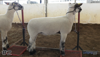 Lamb#2
