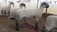 Lamb#3