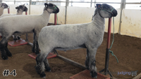 Lamb#4