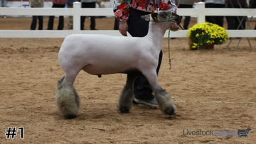 Market Lambs class from 2024 American Royal Collegiate thumbnail