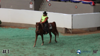 Horse#1