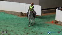 Horse#4