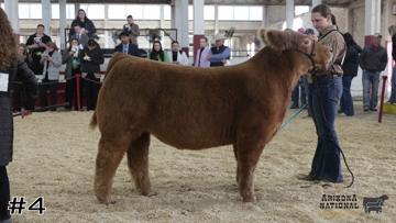 Prospect Steers class from 2023 Arizona National thumbnail