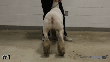 Market Lambs class from 2024 Bridgeland Online Contest thumbnail
