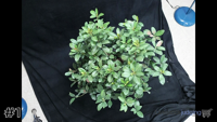Plant#1