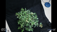 Plant#2