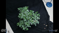 Plant#5