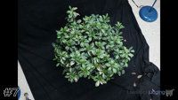 Plant#7