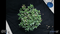 Plant#8