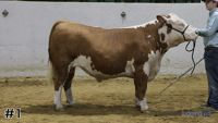 Steer#1