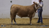 Steer#4