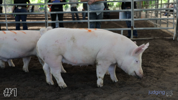 Commercial Hogs class from 2024 Florida 4H and FFA thumbnail