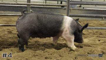 Market Swine class from 2024 Dan Hoge thumbnail