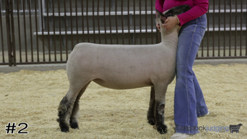 Market Lambs class from 2024 James Madison Online thumbnail