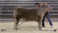 Steer#1
