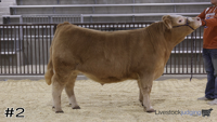 Steer#2