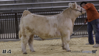 Steer#4
