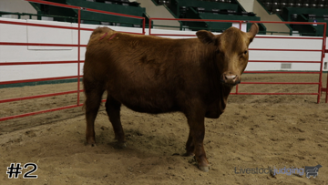 Breeding Heifers class from 2024 Minnesota FFA Livestock thumbnail