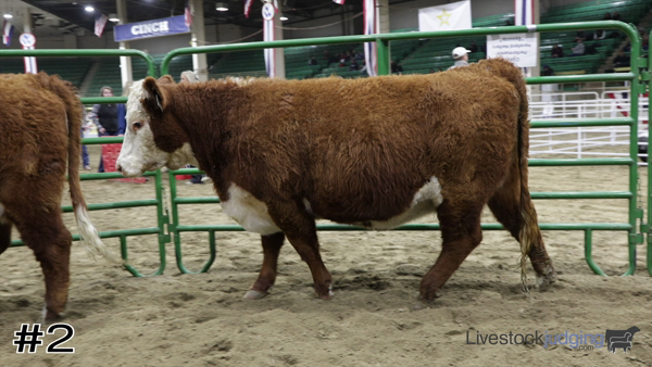 Livestockjuding.com | 2024 Western National Roundup Livestock