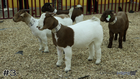 livestock judging