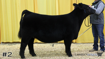 Breeding Heifers class from 2024 National 4-H thumbnail