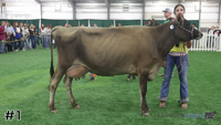 Cow#1
