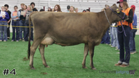 Cow#4