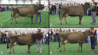 All Animals